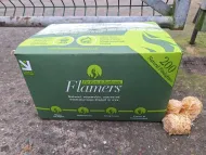 Flamers 200 Pack